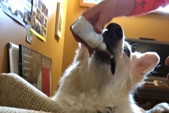 Nita likes the goat milk too