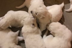 Nice and warm all together