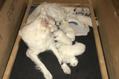 Nita caring for her puppies at night