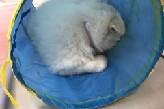 Asleep in the tube