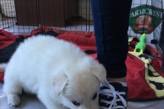 NO not my new shoe...