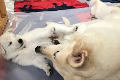 E024820E-F1BF-435F-888C-ADE6683C5828