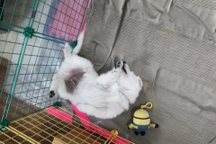 4C21836C-0AB8-4409-9C89-494440894E4F