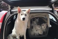 ED2DDA6A-4113-4B71-9073-60E7E9DF2AD9