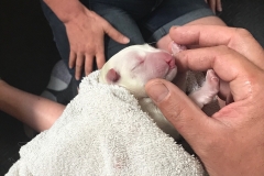 6:24-inspecting Cliffords cleft