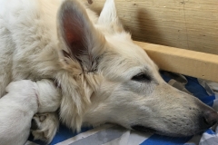 6:26-Clifford cuttling Nita