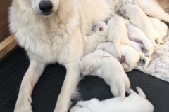 6:27-Nita and her litter