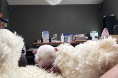 6:28-comfy bear and Clifford