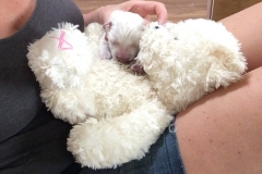 6:28-comfy bear gives help