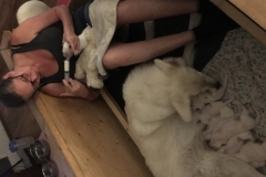 6:28-feeding in puppy pen with Nita