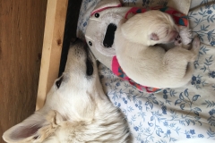 6:29-Clifford on comfy heat pack