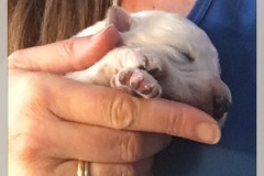 E-litter-Emmi-nov8-2