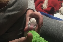 E-litter-emmi-birth-feeding-1