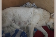 E-litter-finally-sleep