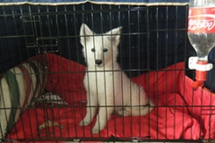 Kenai pup cage small Kenai pup cage small