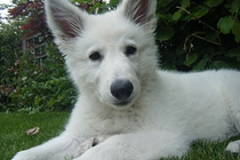 Kenai pup1 small Kenai pup1 small