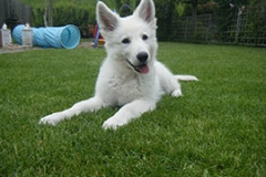 Kenai pup2 small Kenai pup2 small