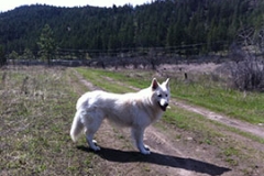 Kenai standing small Kenai standing small