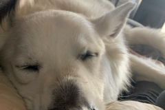 1_Cliffy-sleeping-aug-28-2020