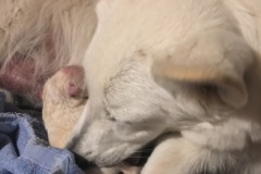 Misha-D-litter-Green