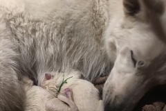 Mishka-D-Litter-Purple