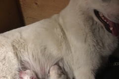 Mishka-D-litter-Blue