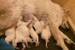 Nita with all her puppies 6:22:15