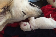 22-1. Nita and Purple