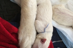 22-3. LBlue with Nita's paw