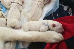 22-4. LBlue and Nita's paw2