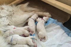 22-5. Nita's Litter sleeping