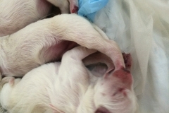 22-6. Pink sucking feet