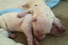 23-06 Dblue on top of Orange