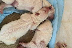 23-07 LBlue Pink Purple and Black