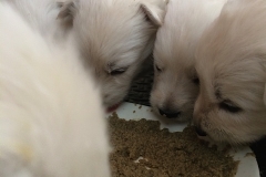 Eating from one plate