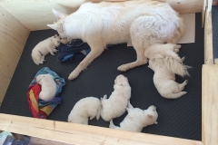 Nita and her puppies