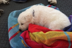 Black puppy sleeping