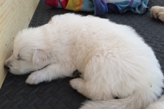 Orange puppy sleeping