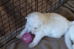 Puppy playing with val