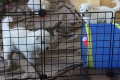 Dark Blue sleeping, pink towards tunnel, light blue standing