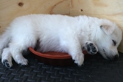 Orange sleeping in water bowl