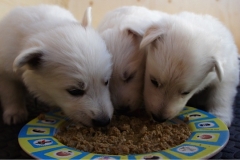 Eating 3 puppies per plate