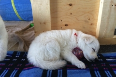 Red sleeping on 'his' bal