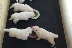Eating 2 puppies per plate