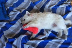 Puppy and pink bone toy