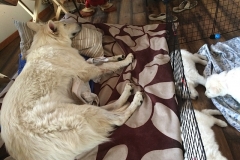 Nita next to puppies