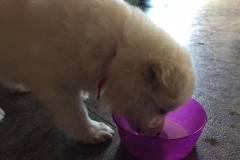 Purple drinking milk