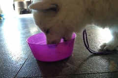 Purple drinking milk