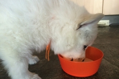 Orange drinking milk