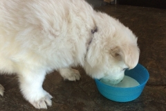 Dark Blue drinking milk